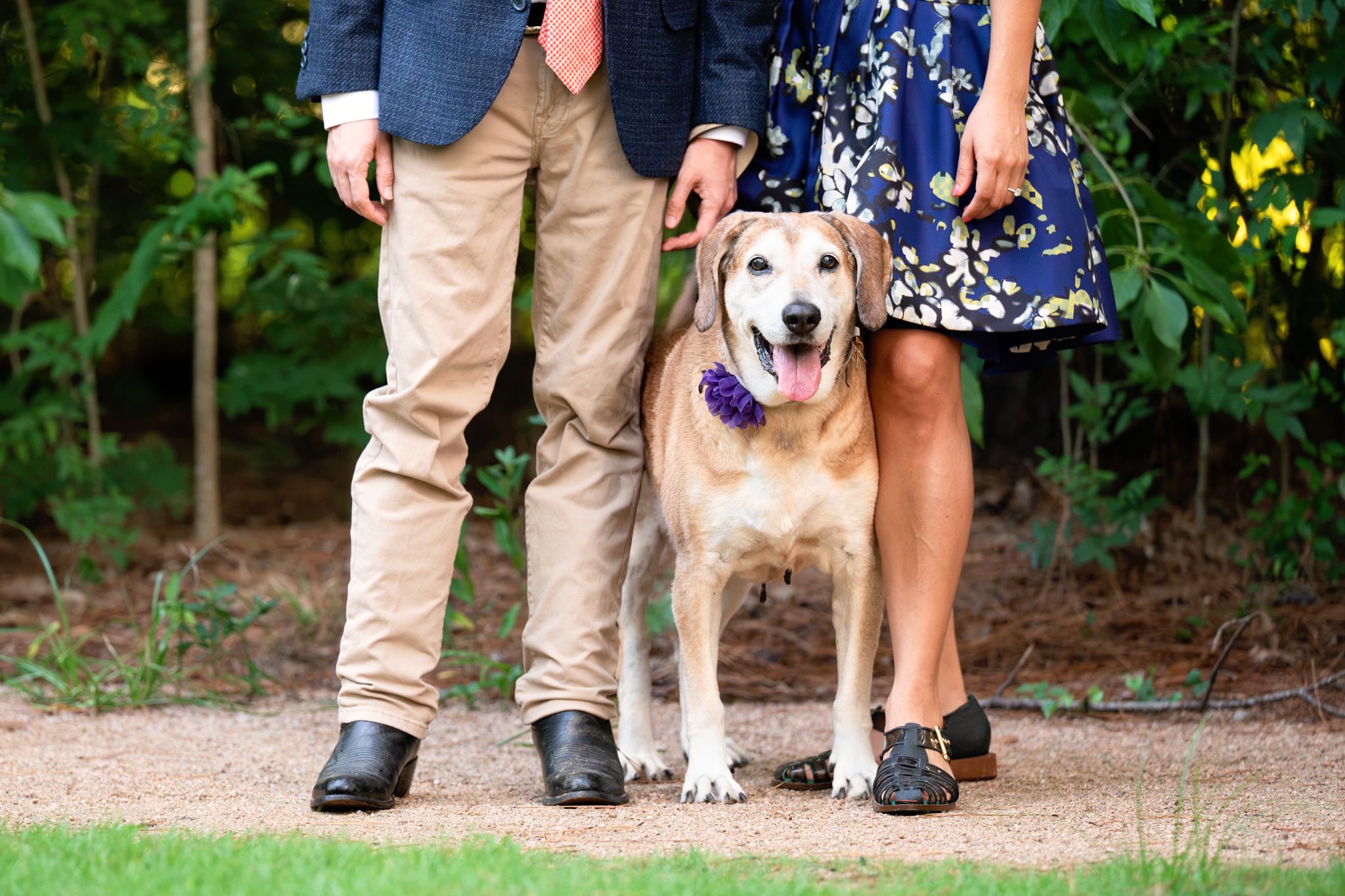 A yellow Labrador Retriever wearing a purple bandana stands between a couple outdoors on a gravel path.