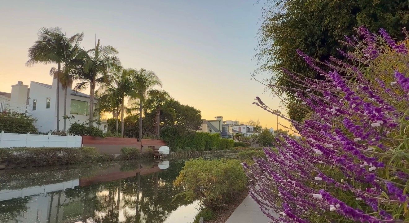 Tall palm trees and purple lavender flowers line a calm canal at sunset, with waterfront homes reflected in the still water.