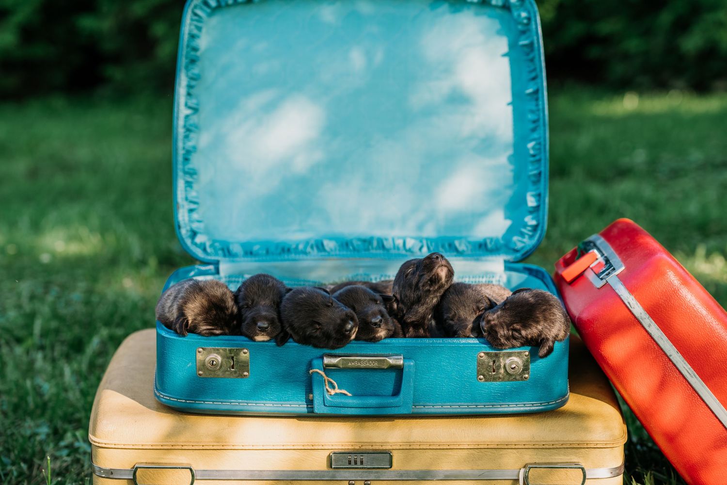 Irish Wolfhound puppies. puppy finder. puppies in cincinnati. Photographers near me. Dog Photographers near me.