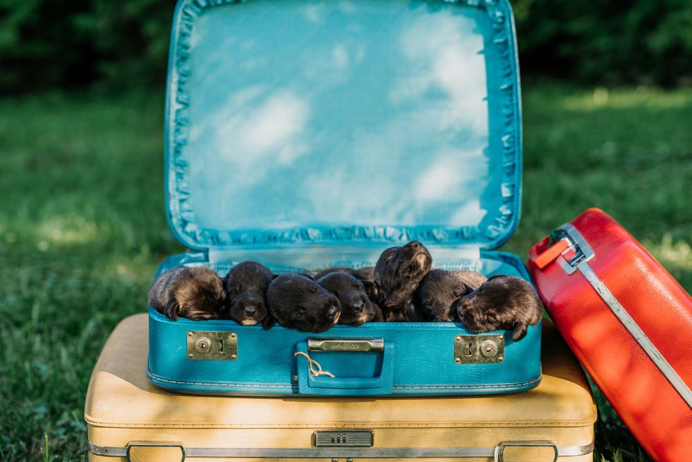 A Guide to Finding a Reputable Dog Breeder | Your Furry Friend's Best