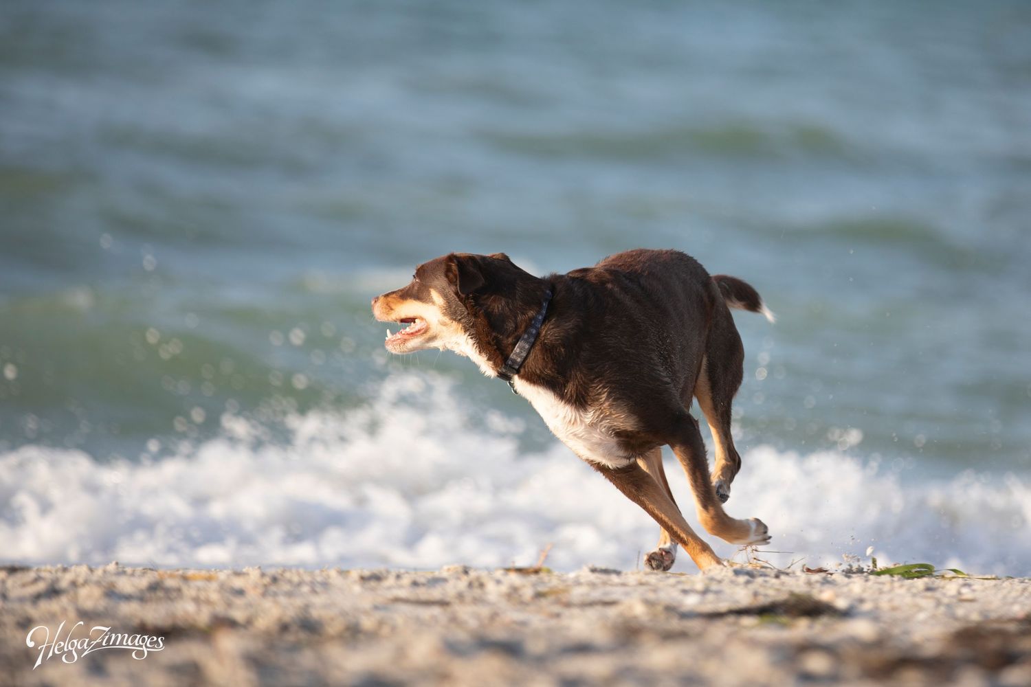 Tampa dog photographer creating fine-art portraits dog in action