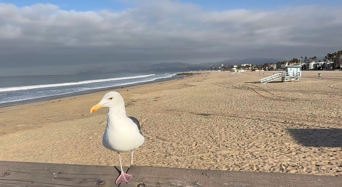 Seagull walking along a sandy beach on an overcast day with waves and buildings visible in the distance.