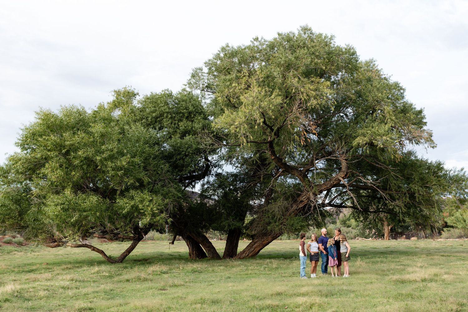 Kirkland fields St. George Utah a focal point A large tree with a family of 6 off to the right side laughing together