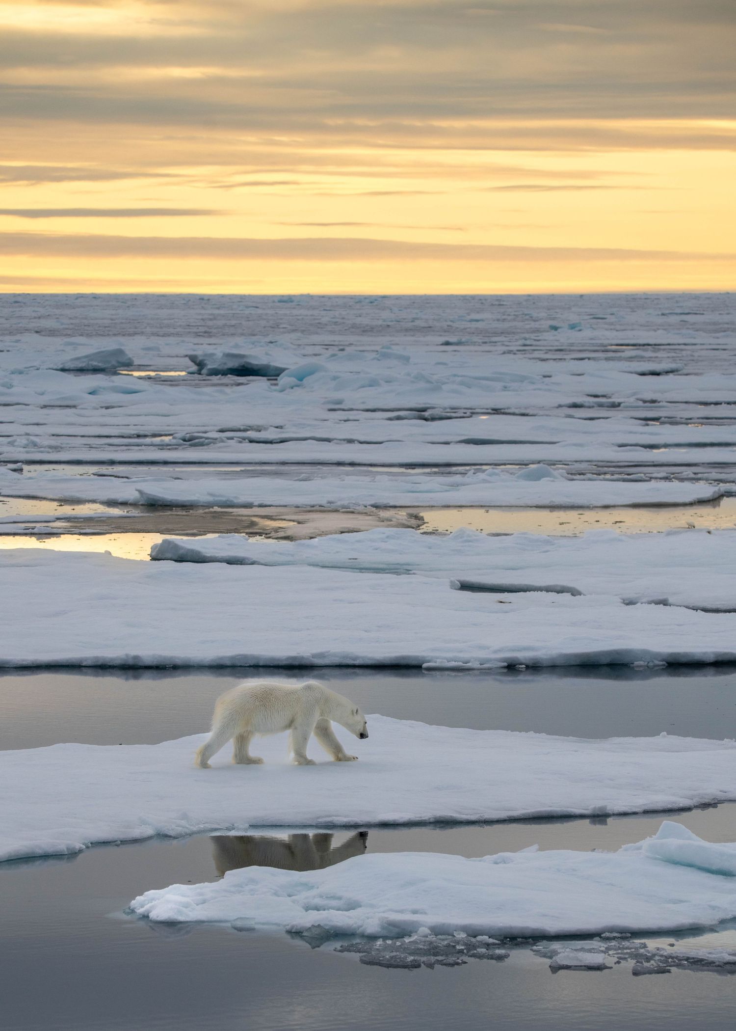 Polar bears walking across broken sea ice in the Arctic during golden sunset.