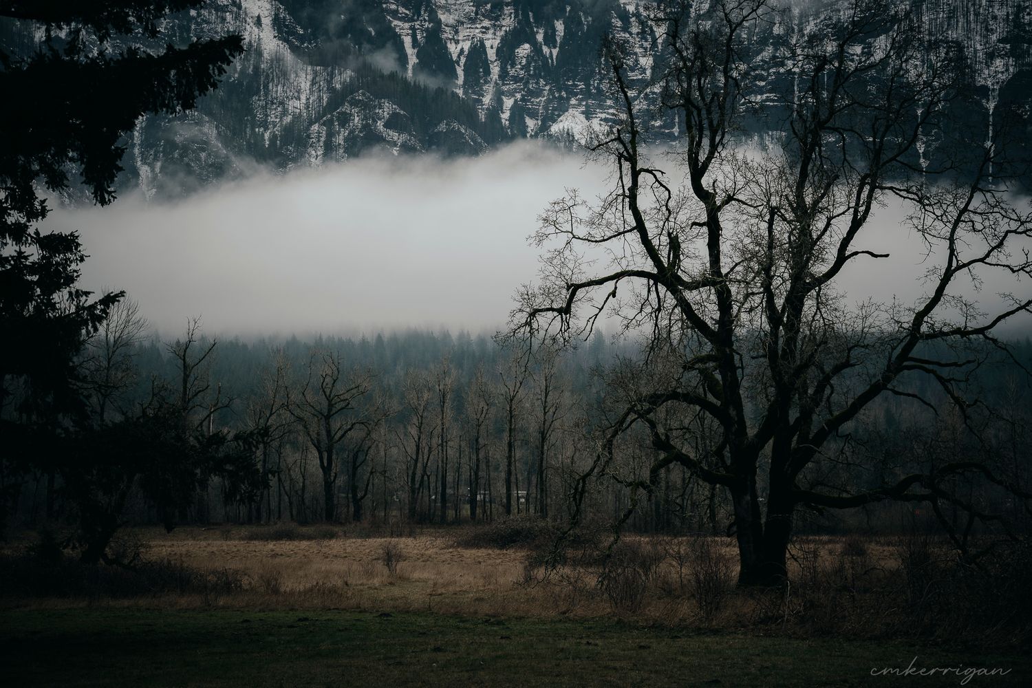Misty winter landscape with bare trees silhouetted against foggy fields.