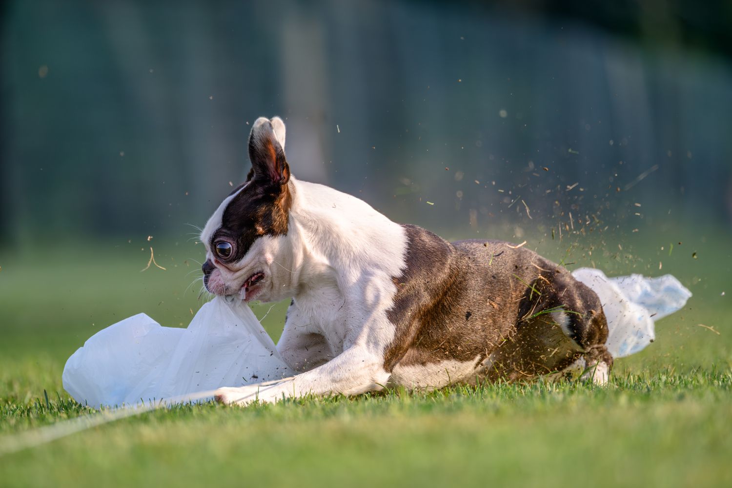 A Boston terrier running FastCAT