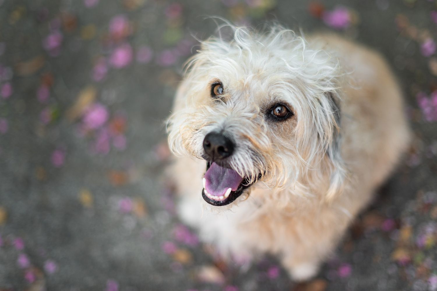 Captivating close-up of a scruffy dog with clear eyes and natural lighting for emotional connection.