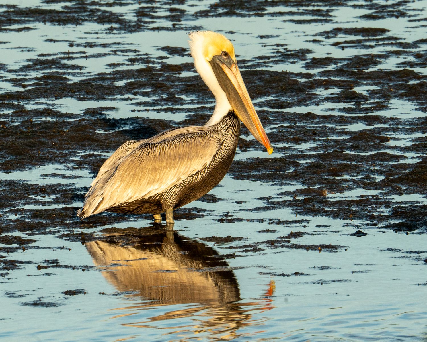 A brown pelican stands in shallow water with its reflection visible, against a dark rippled water background.