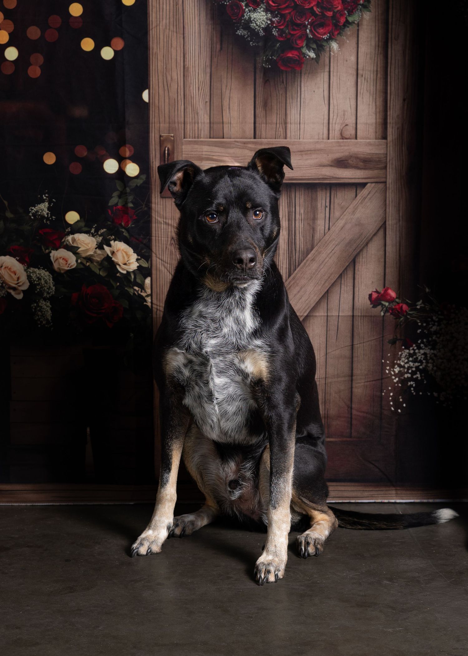 A black and tan mixed breed puppy sits attentively against a rustic wooden backdrop with red roses and bokeh lights.