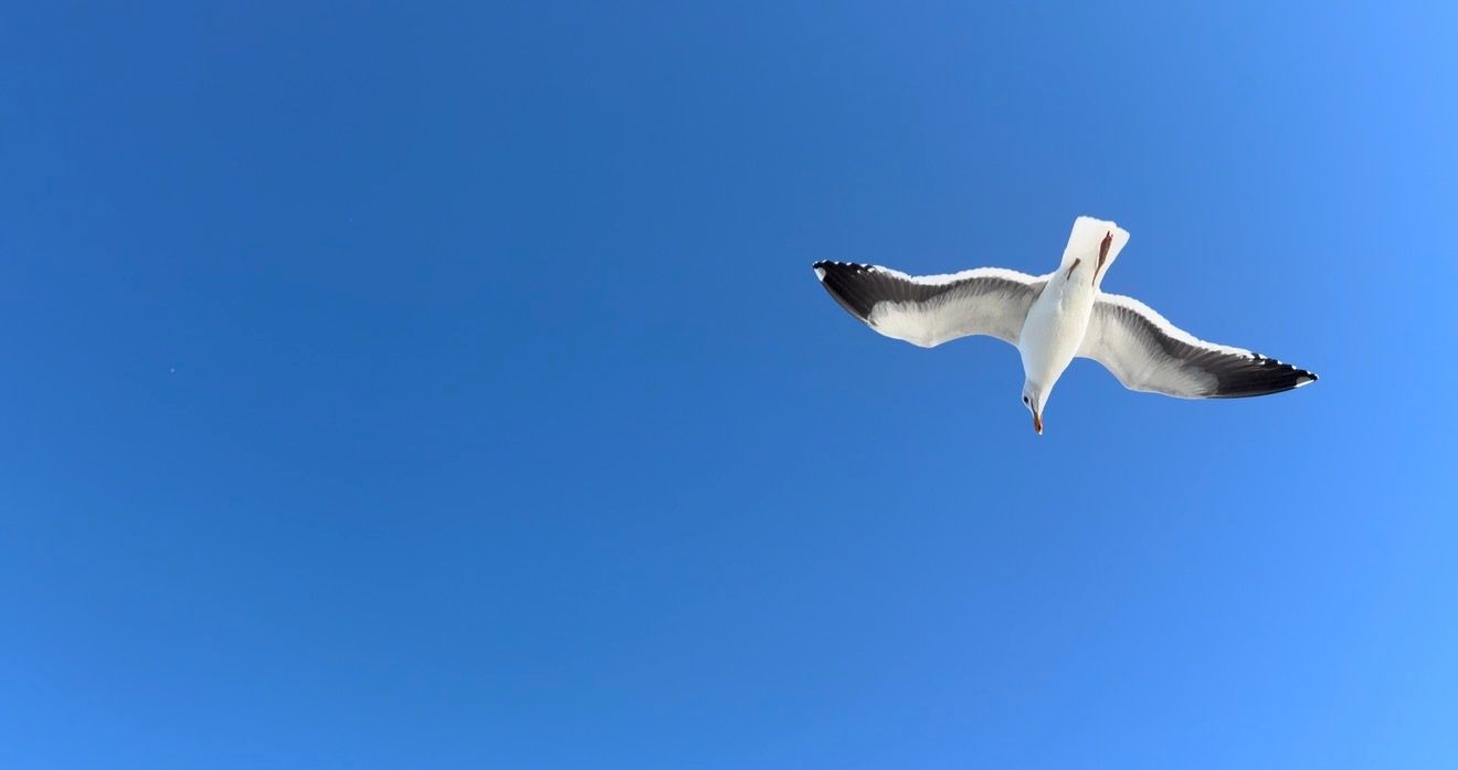 A seagull soars gracefully through a bright blue sky with its wings spread wide against the sunlight.