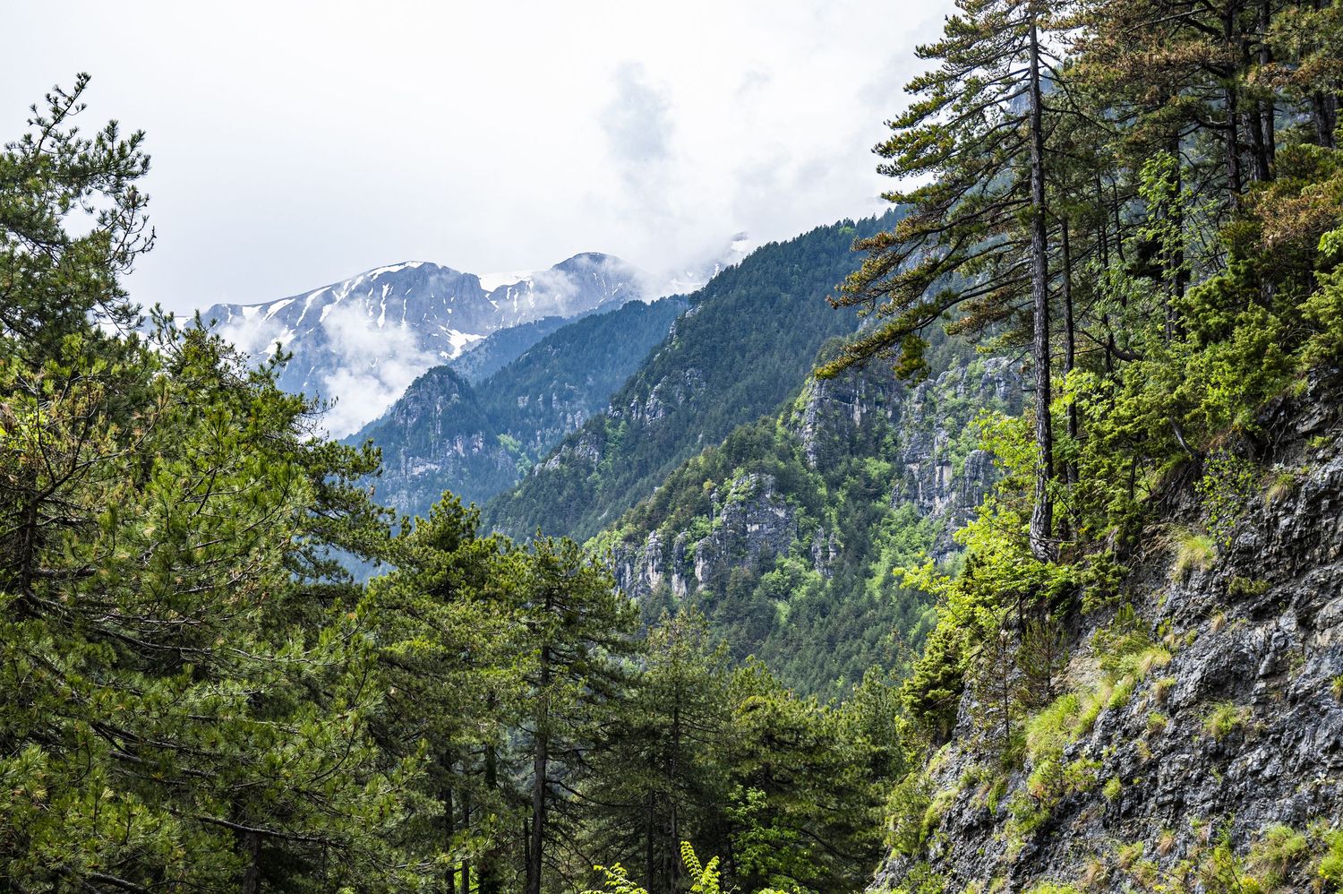 Snow-capped mountain peaks rise above evergreen forests in a scenic alpine landscape.