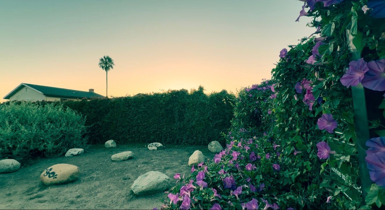 Desert garden at sunset with purple flowers, green hedges, rocks, and a palm tree silhouette against a colorful sky.