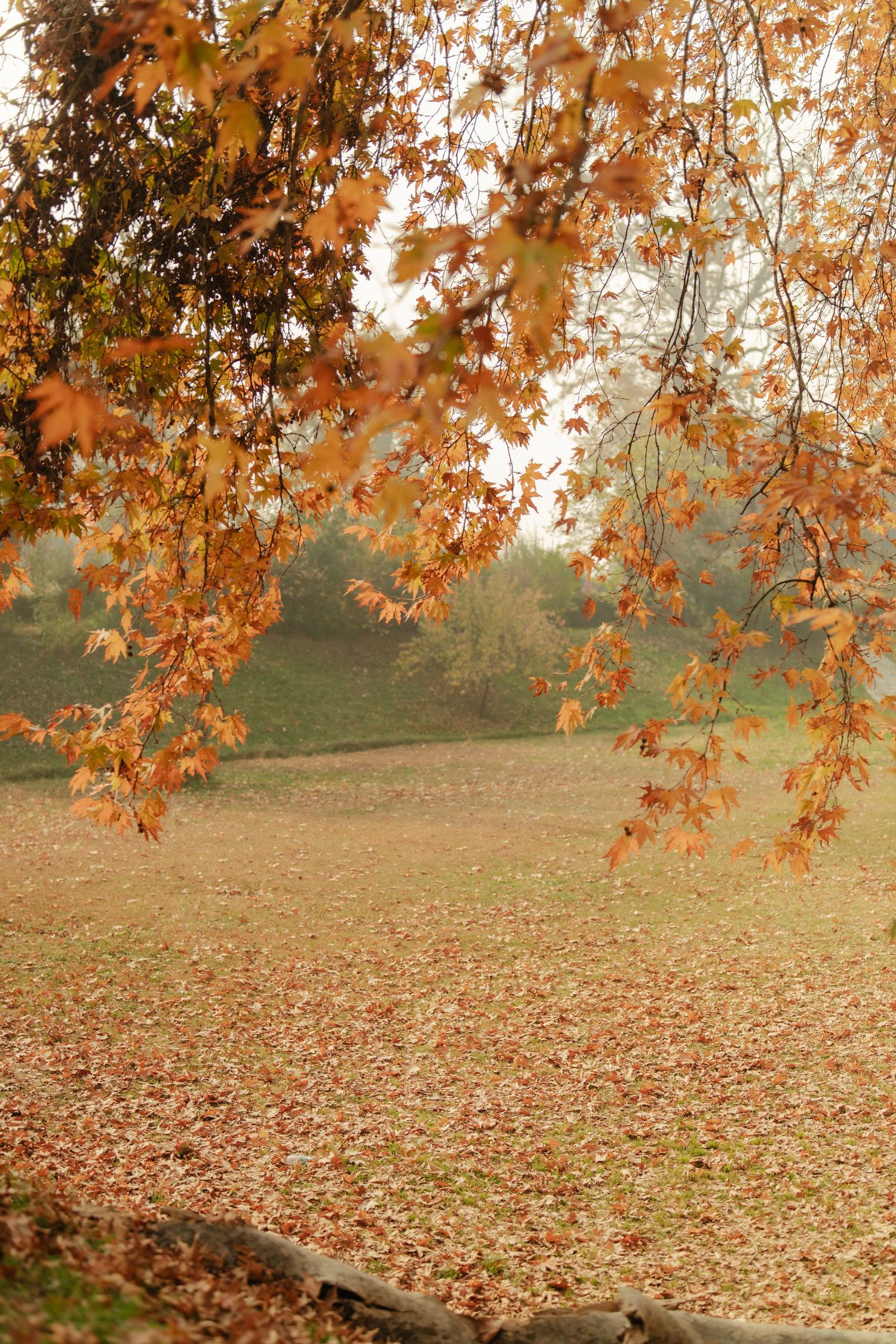 Autumn park scene with orange and red fallen leaves covering the ground beneath trees with colorful foliage.
