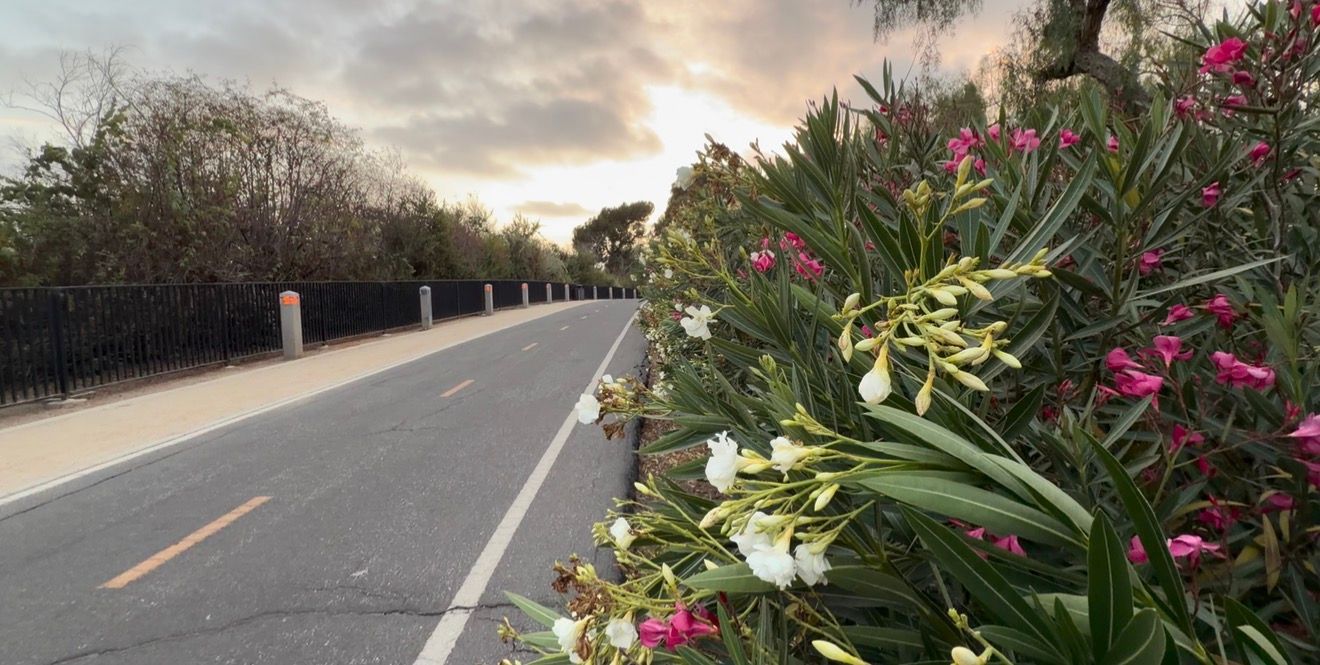 A scenic road lined with blooming pink and white oleander flowers under a dramatic sunset sky.