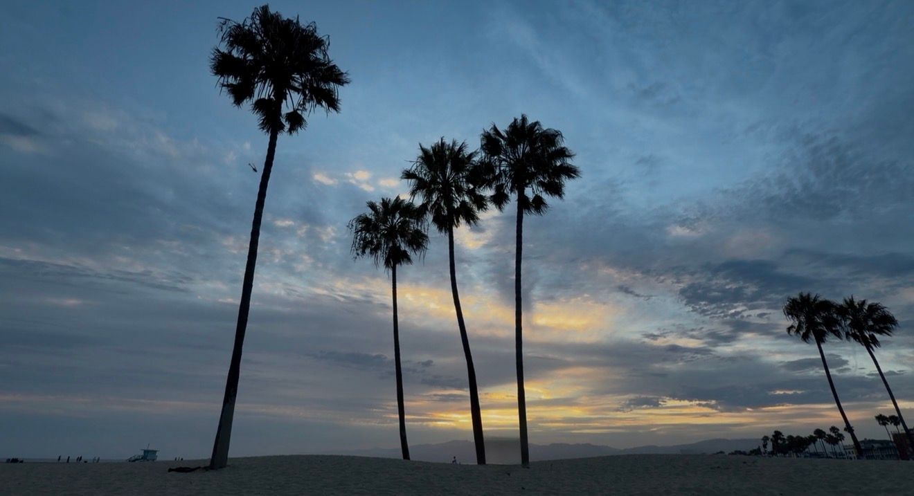 Silhouetted palm trees against a dramatic sunset sky at Venice Beach, California.