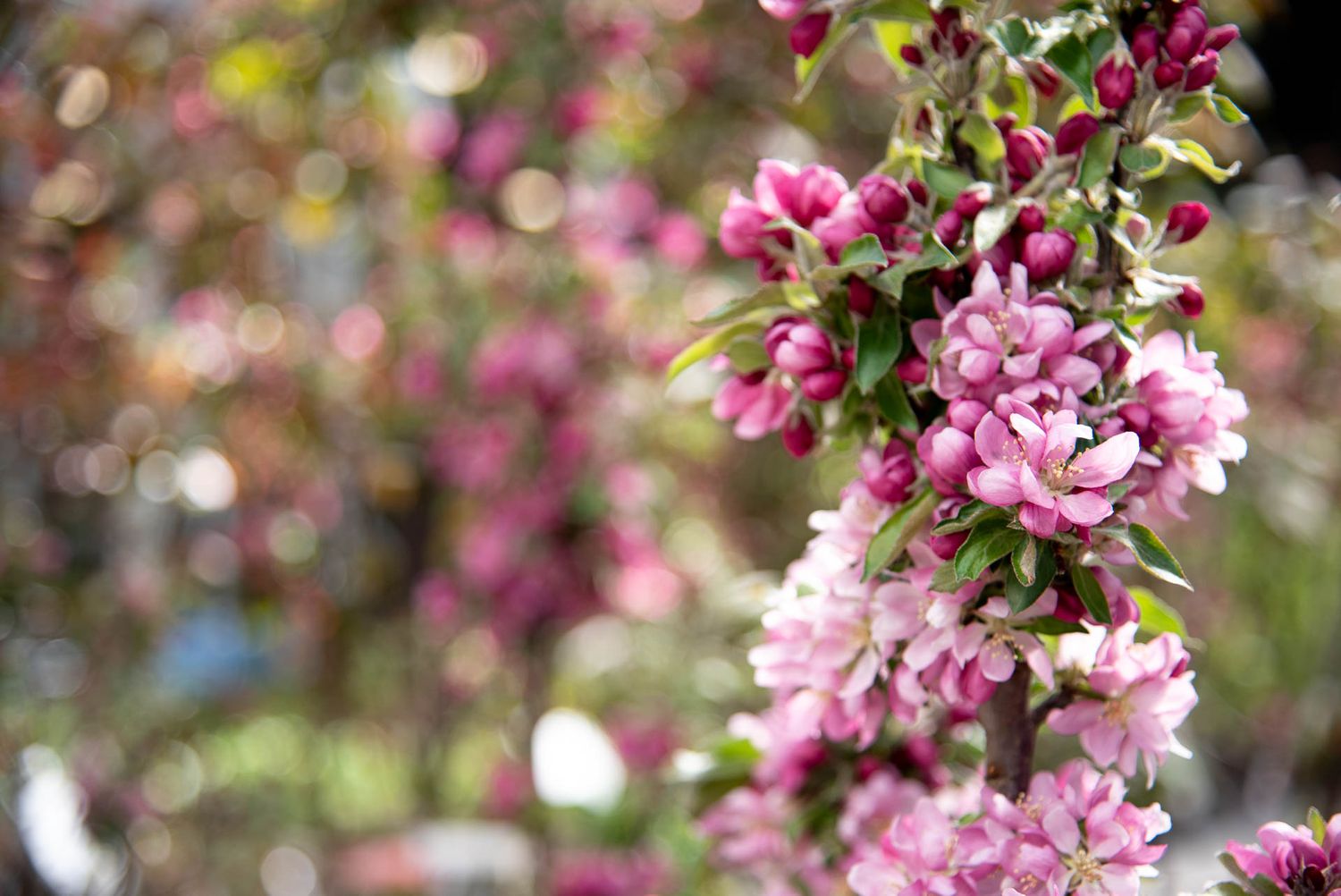Pink crabapple blossoms bloom on branches with soft bokeh background in springtime garden at Bradford Greenhouse in Barrie, ON