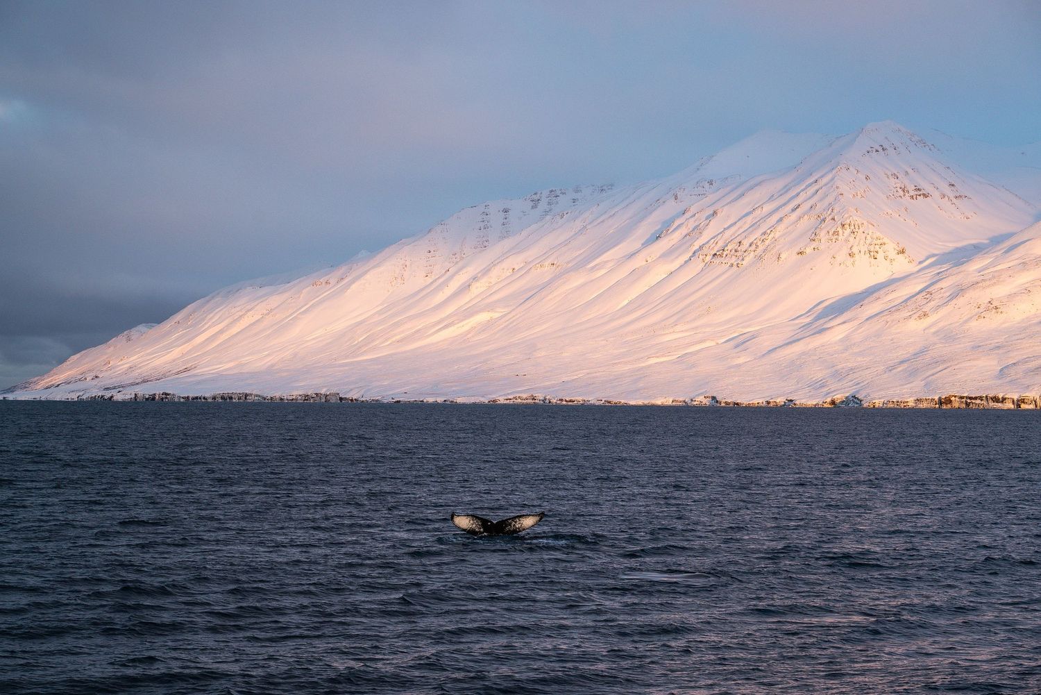 A whale surfaces in dark waters with snow-covered mountains illuminated by sunset in the background.