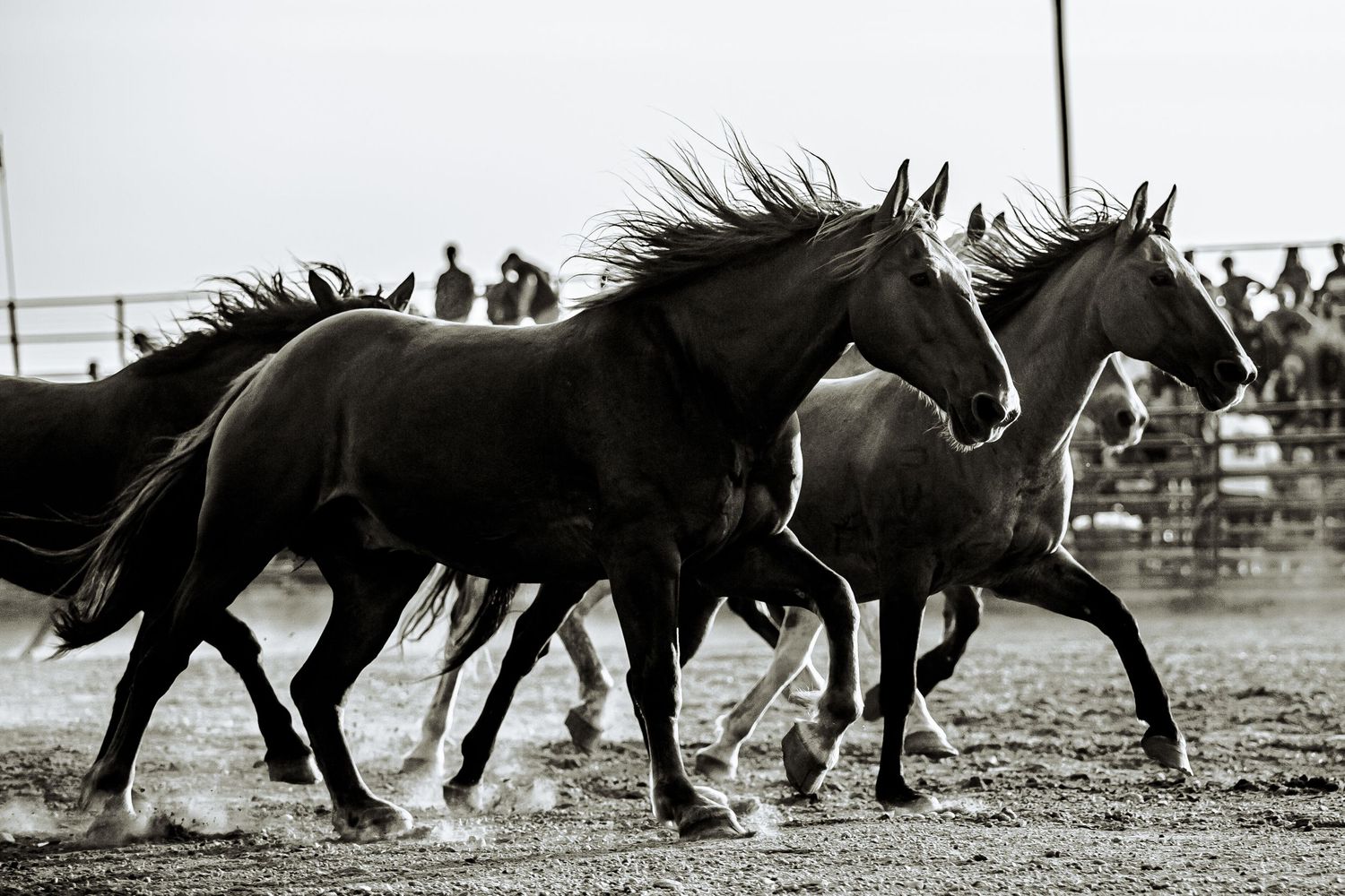 Black and white photograph of wild horses running together in a rodeo arena.