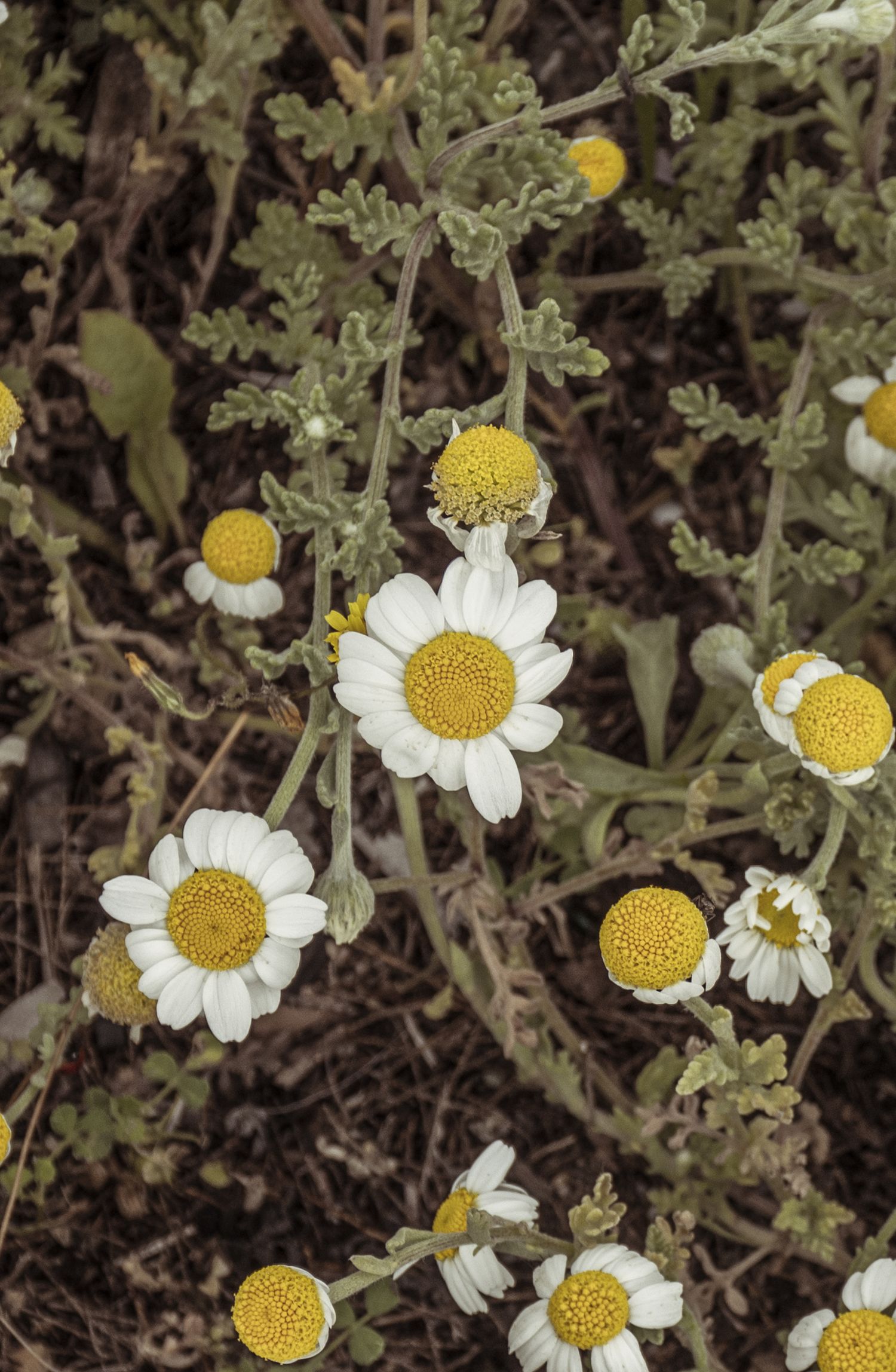 Close-up view of delicate white chamomile flowers with yellow centers growing among green foliage in a natural setting.