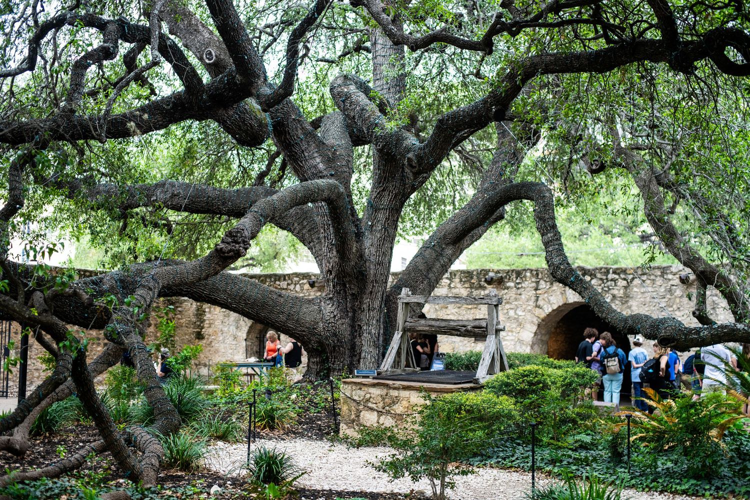 Ancient sprawling oak tree with twisted branches at the historic Alamo grounds in San Antonio, Texas.