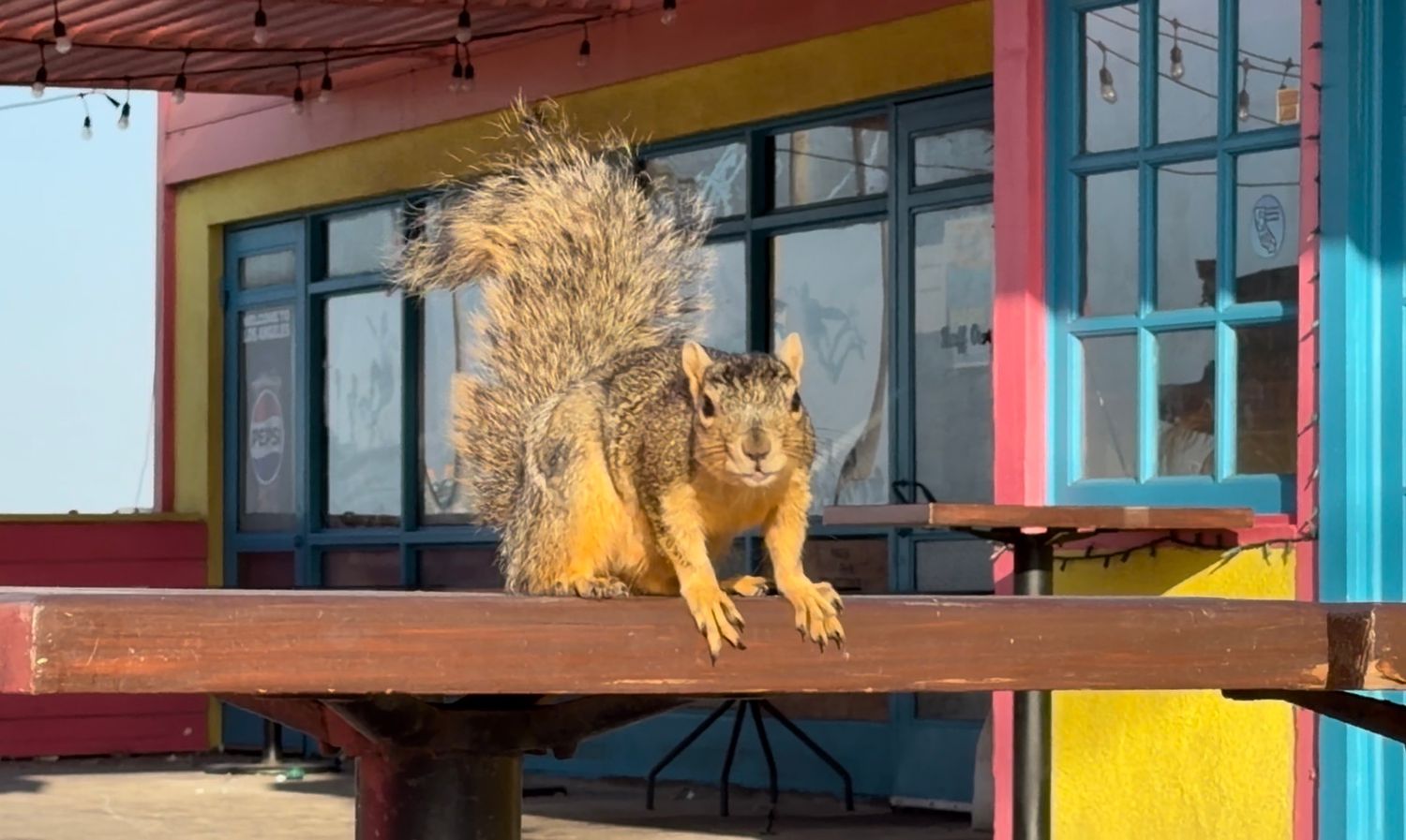 A wild squirrel perches on a wooden railing outside a colorful building with bright blue and yellow trim.
