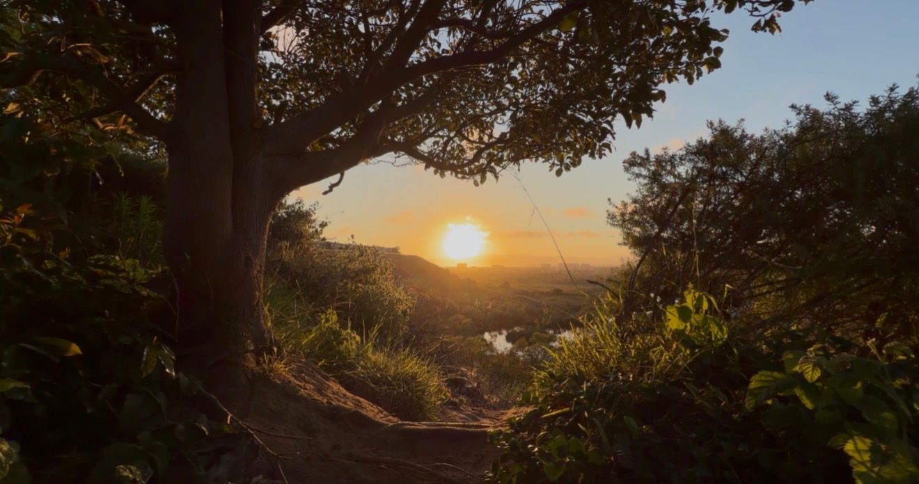 Golden sunset glowing through lush green trees over a scenic river valley landscape.
