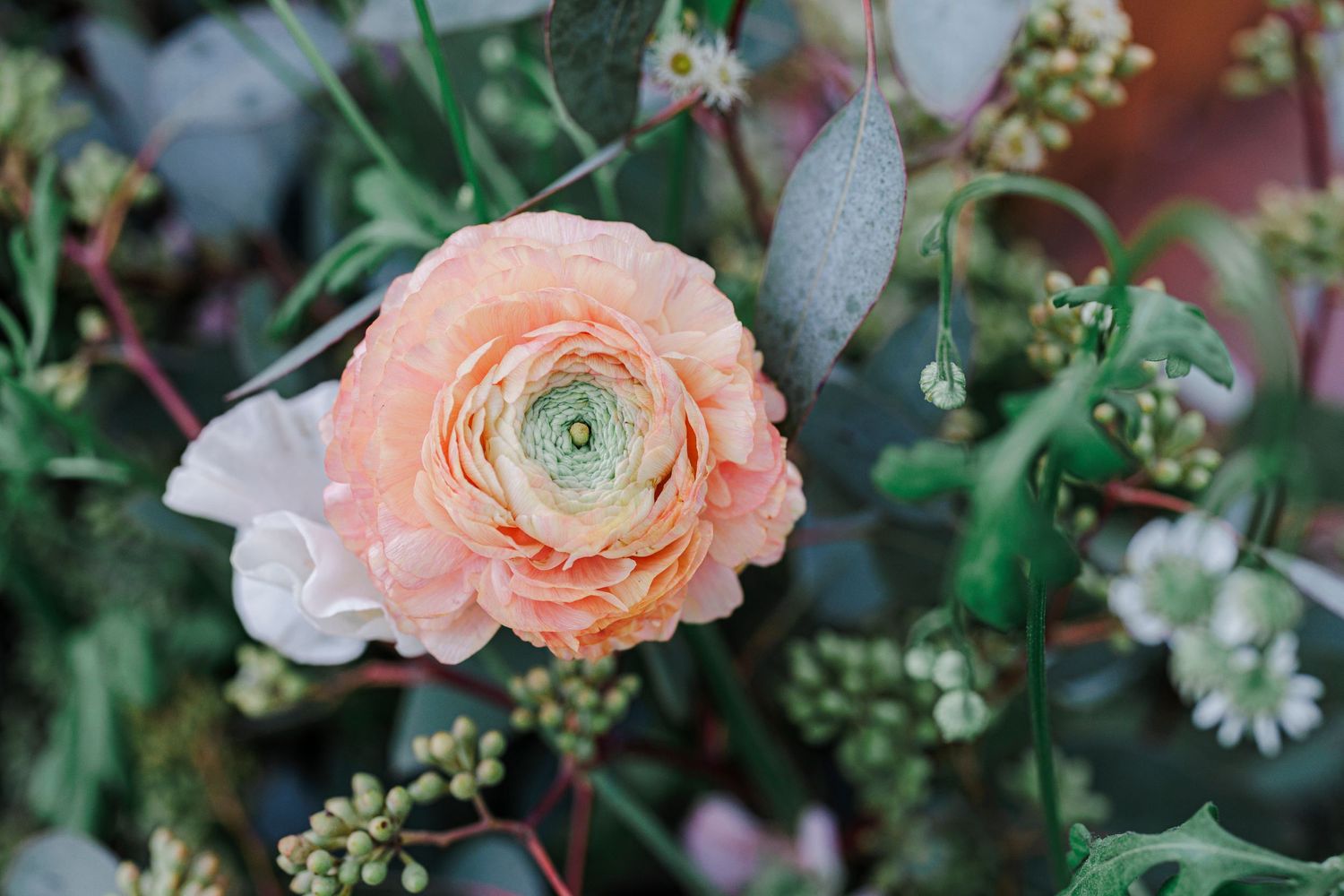 A delicate peach-colored ranunculus bloom with soft petals surrounded by green foliage in a garden setting.