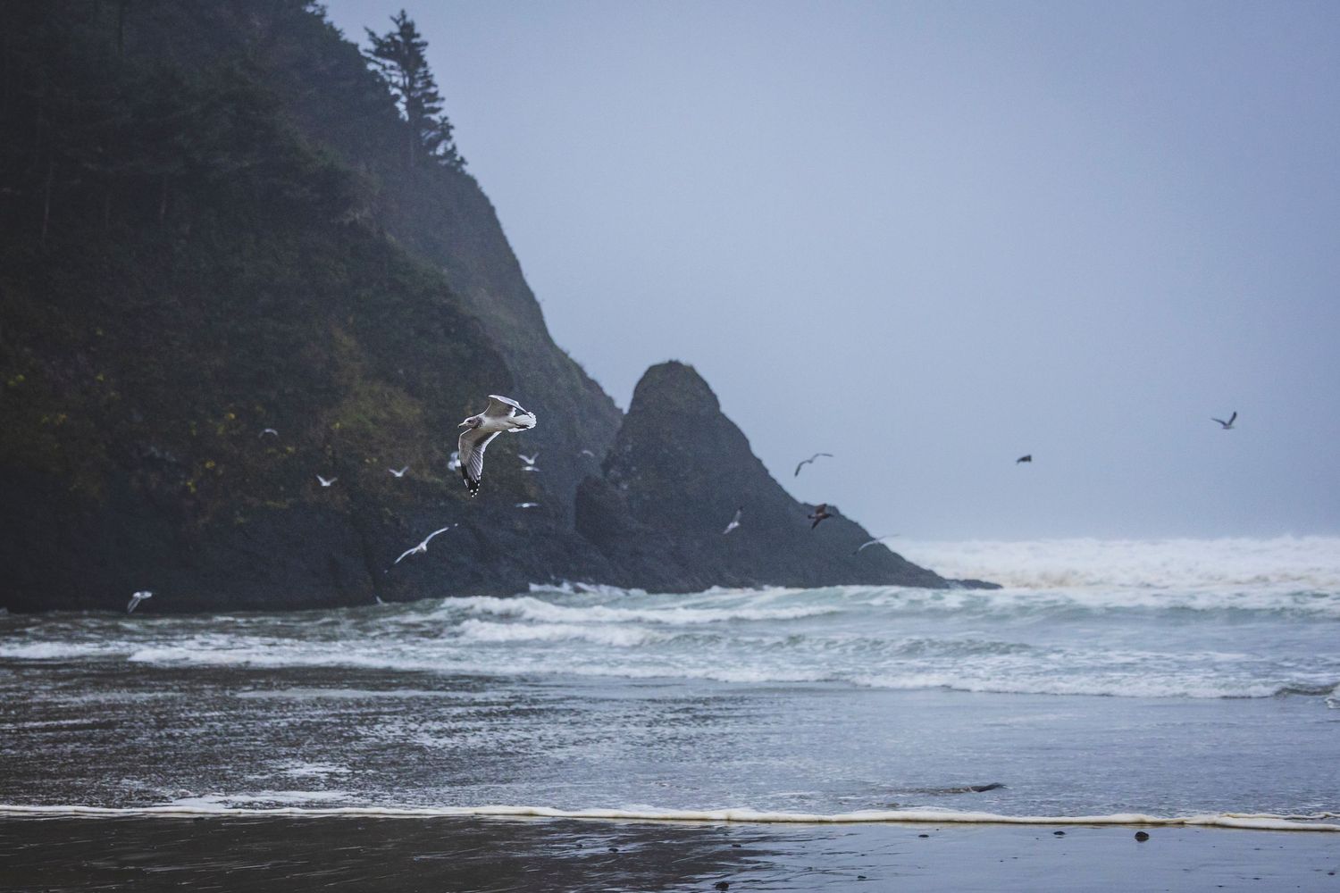 Seagulls soar over crashing waves along a misty Pacific Northwest coastline with dramatic rocky cliffs and evergreens.