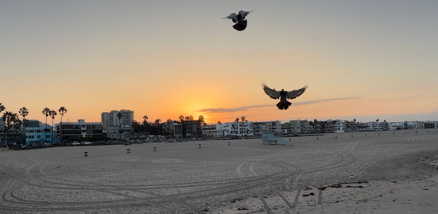 Two pigeons fly over a sandy beach at sunset with palm trees and buildings in the background at Venice Beach, California.