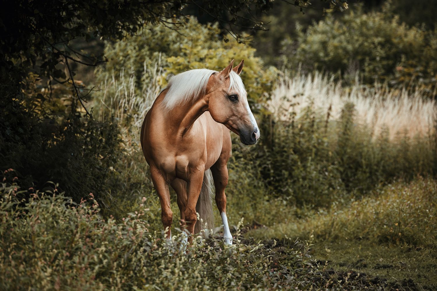 Buckskin Quarter horse on field