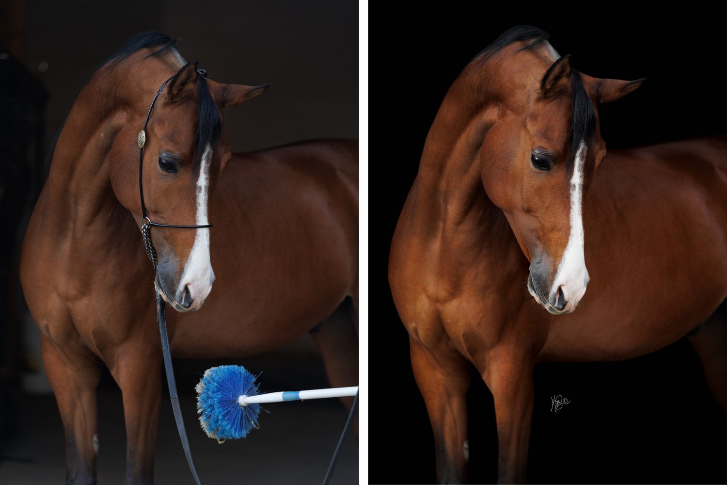 Before and after black background portrait of a bay half arabian gelding