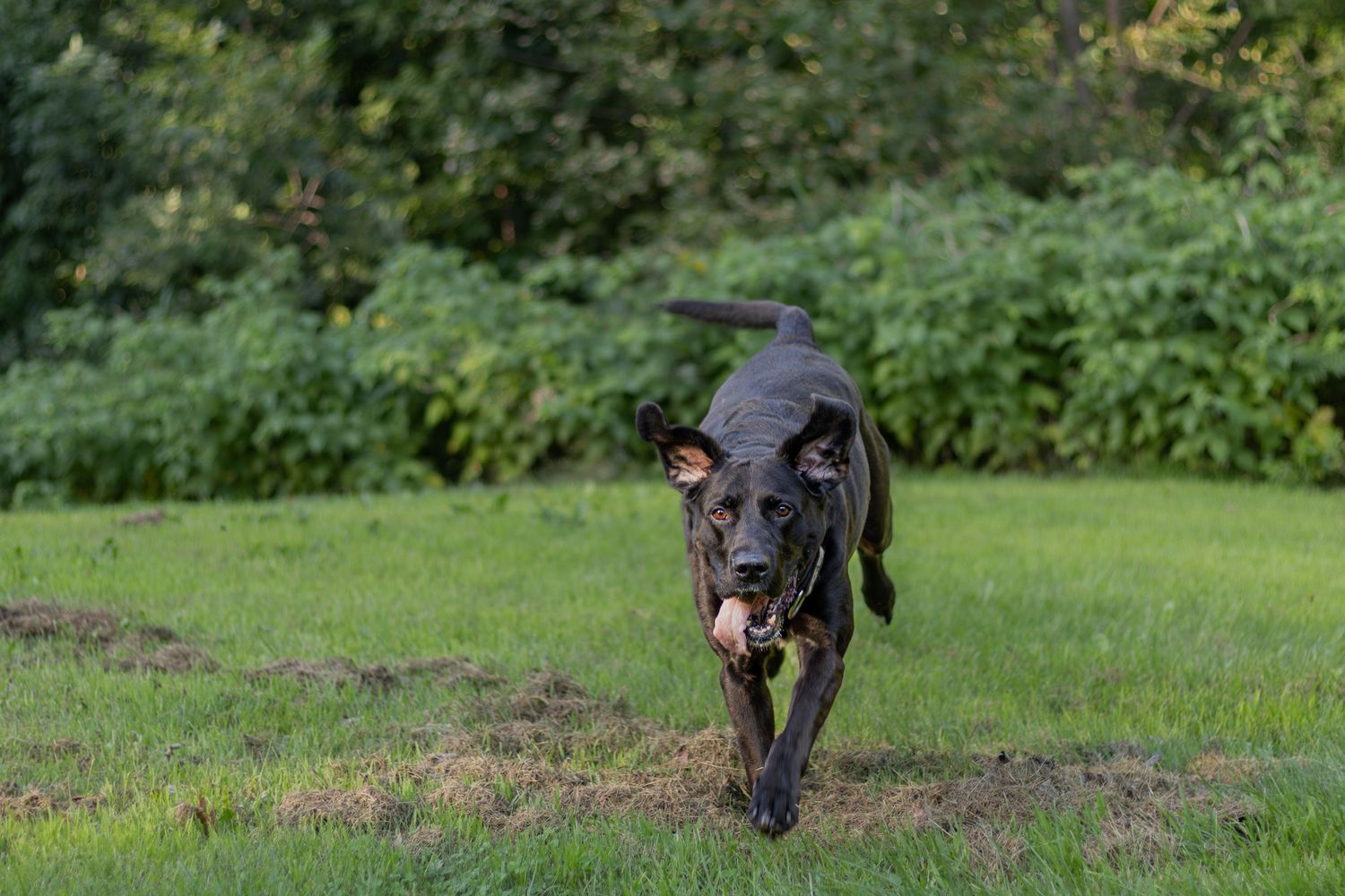 A black Labrador dog runs across a green lawn carrying something in its mouth.