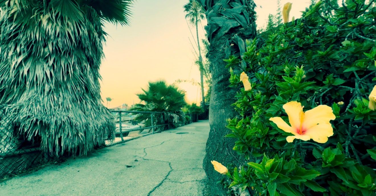 Yellow hibiscus flower blooms on a lush green hedge beside a tropical palm-lined walkway at sunset.