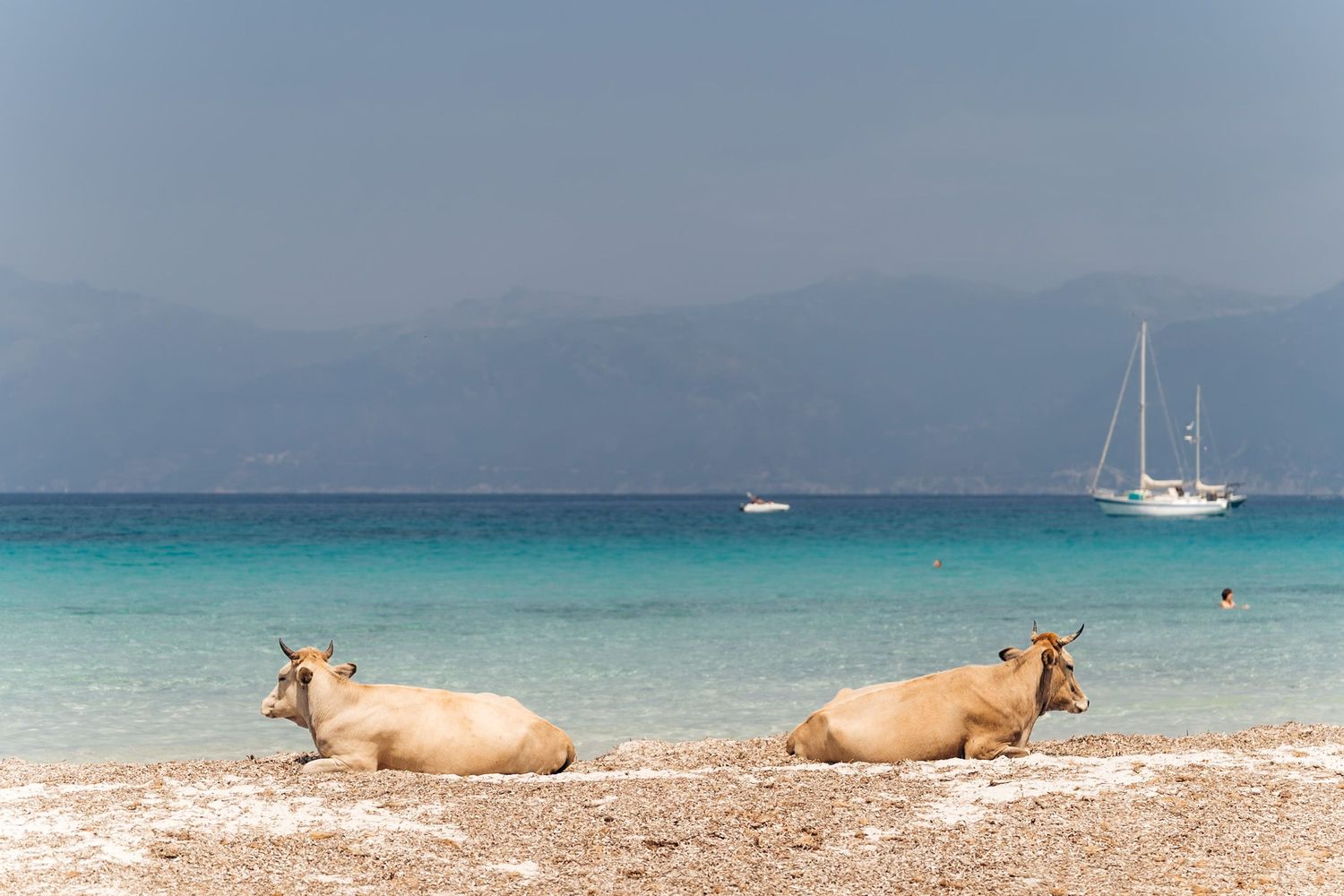 Plage du Lotu dans le désert des agriates avec 2 vaches corses couchées sur le sable et la mer turquoise avec un catamaran en arrière-plan