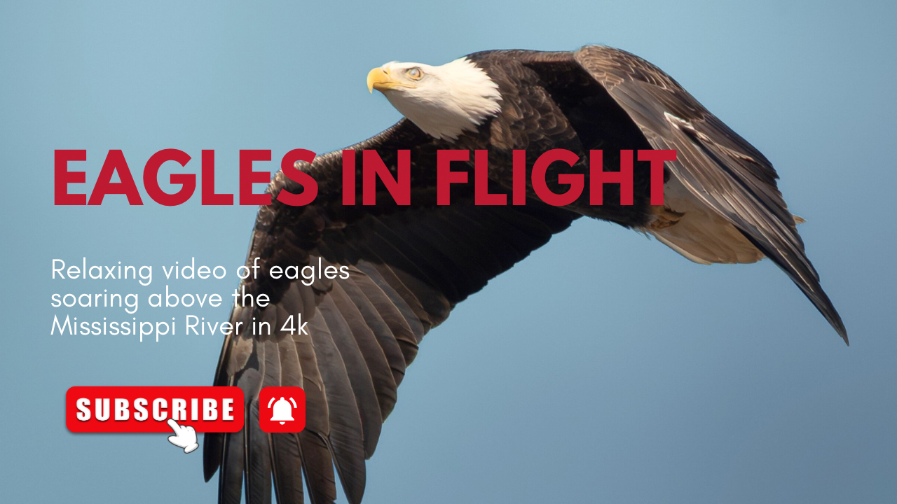 Bald eagle soars gracefully through blue sky with wings spread wide against natural backdrop.
