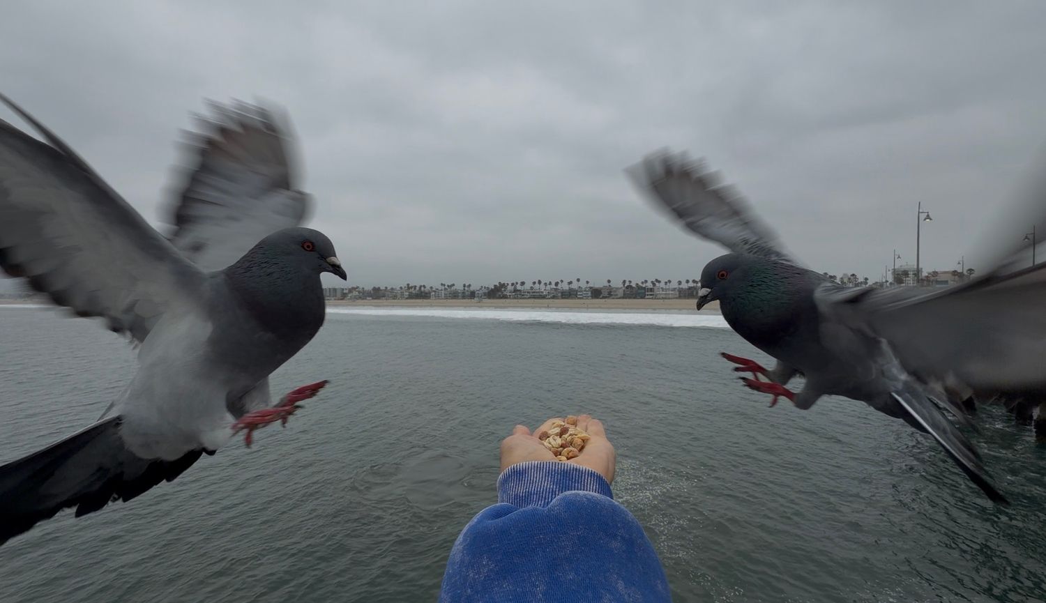 Two pigeons flying close to a hand offering food near a waterfront on a cloudy day.