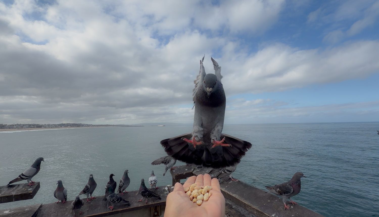 A person hand-feeding pigeons on a seaside railing with ocean and cloudy sky in the background.