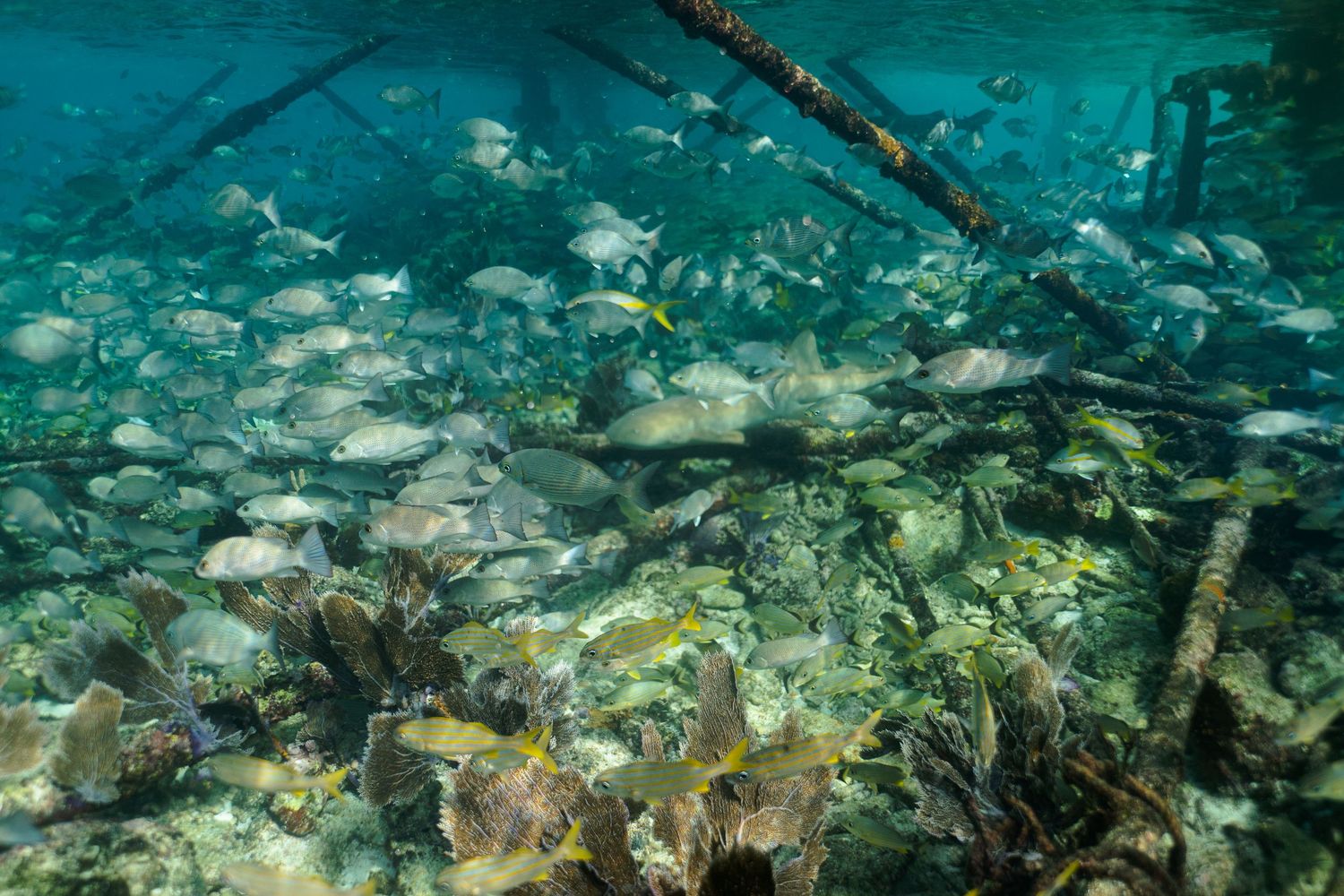 School of fish swimming among mangrove roots and aquatic plants in a clear tropical underwater ecosystem.