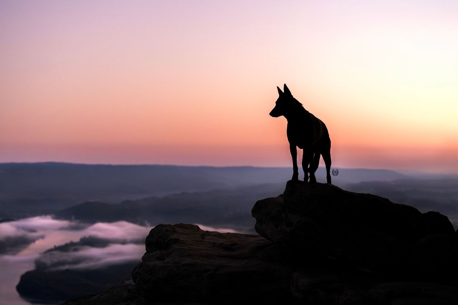 Silhouette of a dog standing on a rocky cliff at sunset with misty mountains and a pink sky in the background.