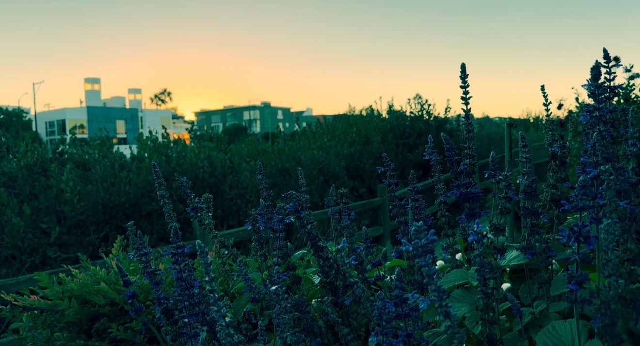 Blue wildflowers bloom at sunset with modern buildings silhouetted against a golden sky in the background.