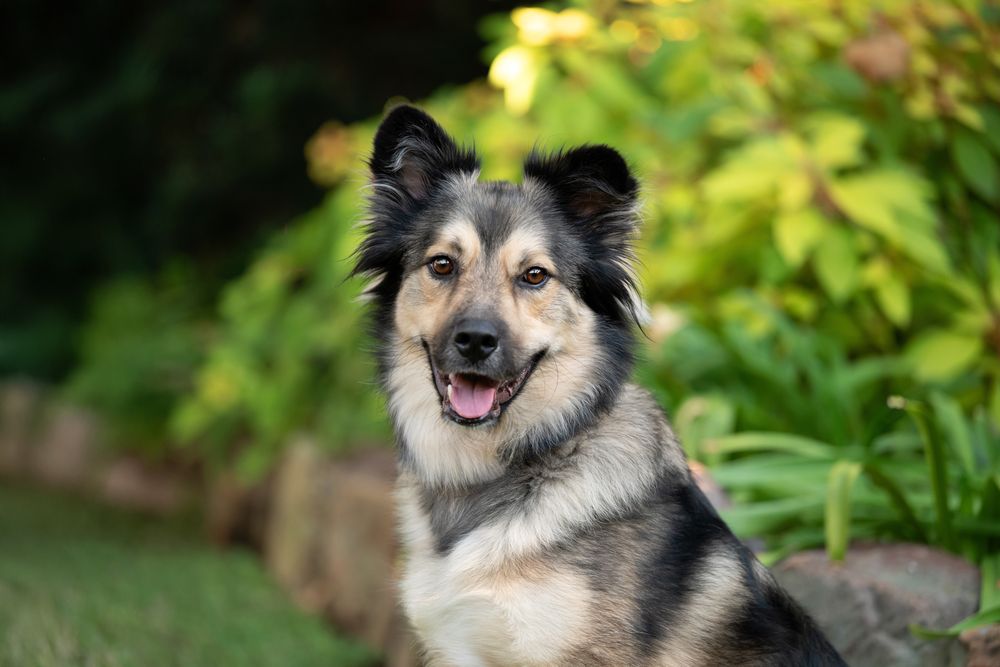 A happy fluffy tricolor dog smiles outdoors surrounded by lush green garden foliage.