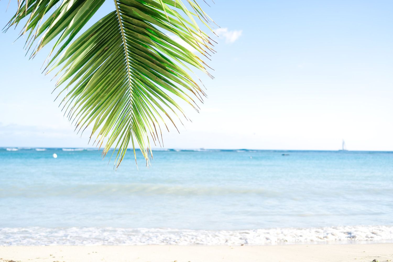Tropical beach scene with palm frond hanging over turquoise ocean water and white sandy shore on sunny day.