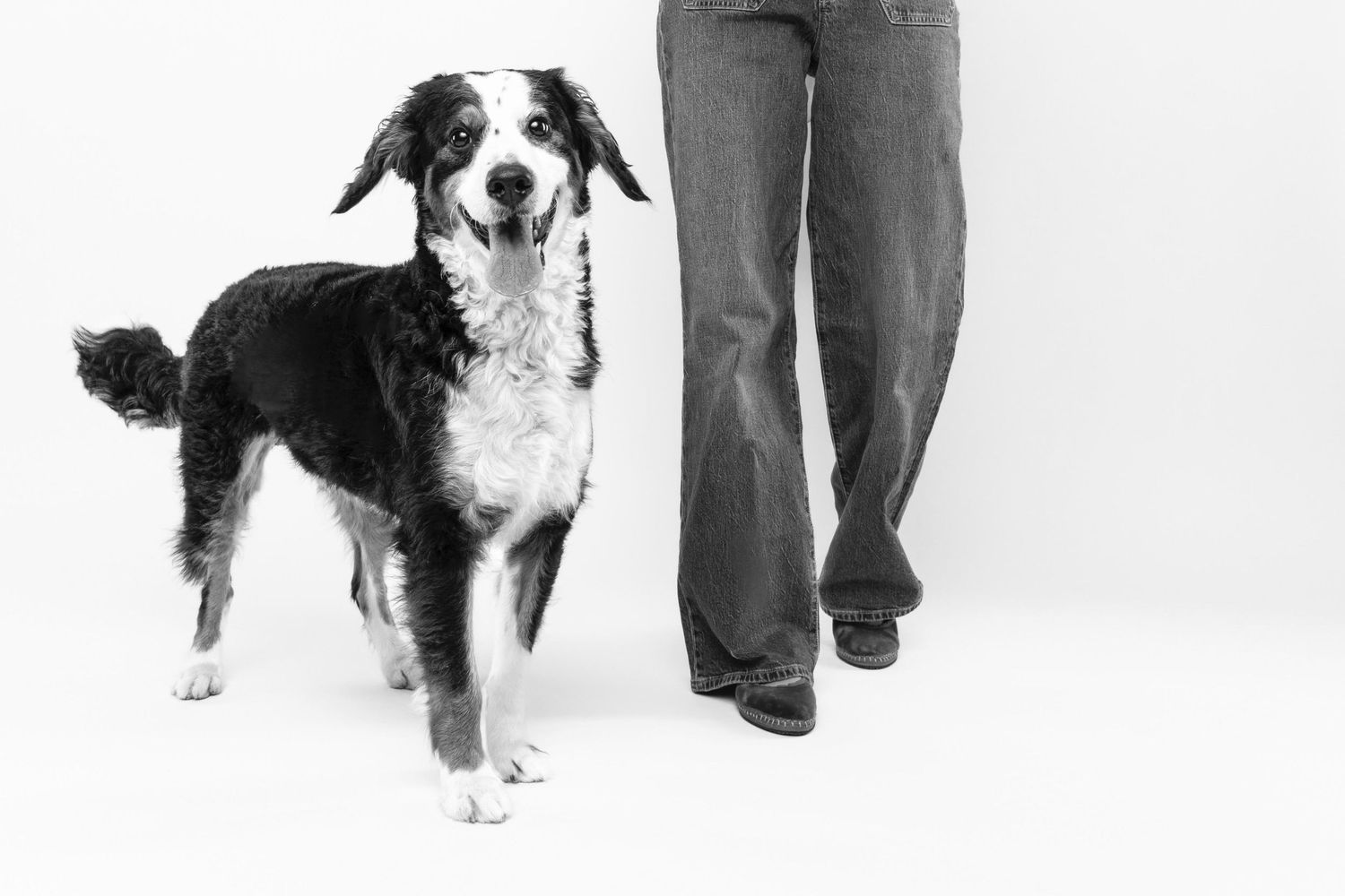 Black and white photo of a border collie mix dog standing next to a person wearing jeans against white background.