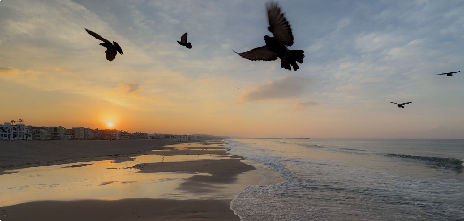 Silhouettes of seabirds flying over a tranquil beach at sunset with orange and purple clouds in the sky.