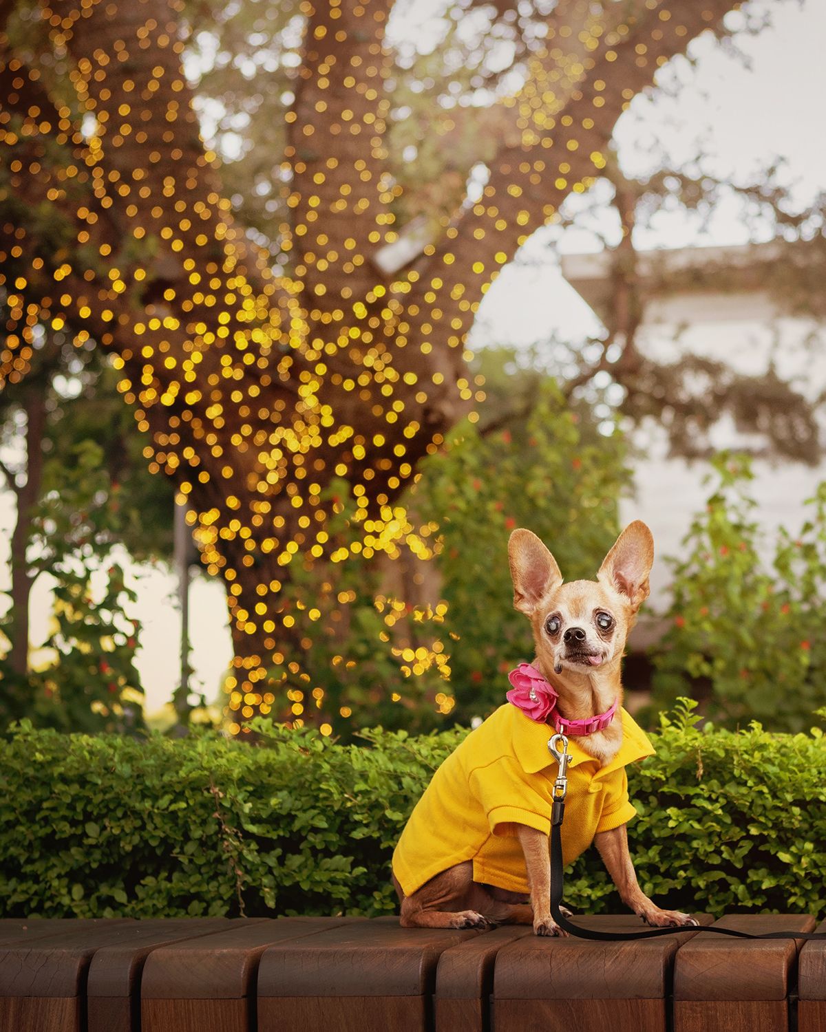 A small chihuahua wearing a yellow polo shirt sits on a wooden bench with twinkling lights and greenery in the background.