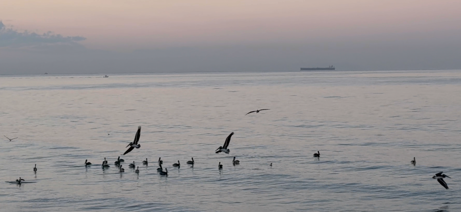 Birds soar gracefully over calm ocean waters at sunset creating a peaceful silhouette against the dusky sky.