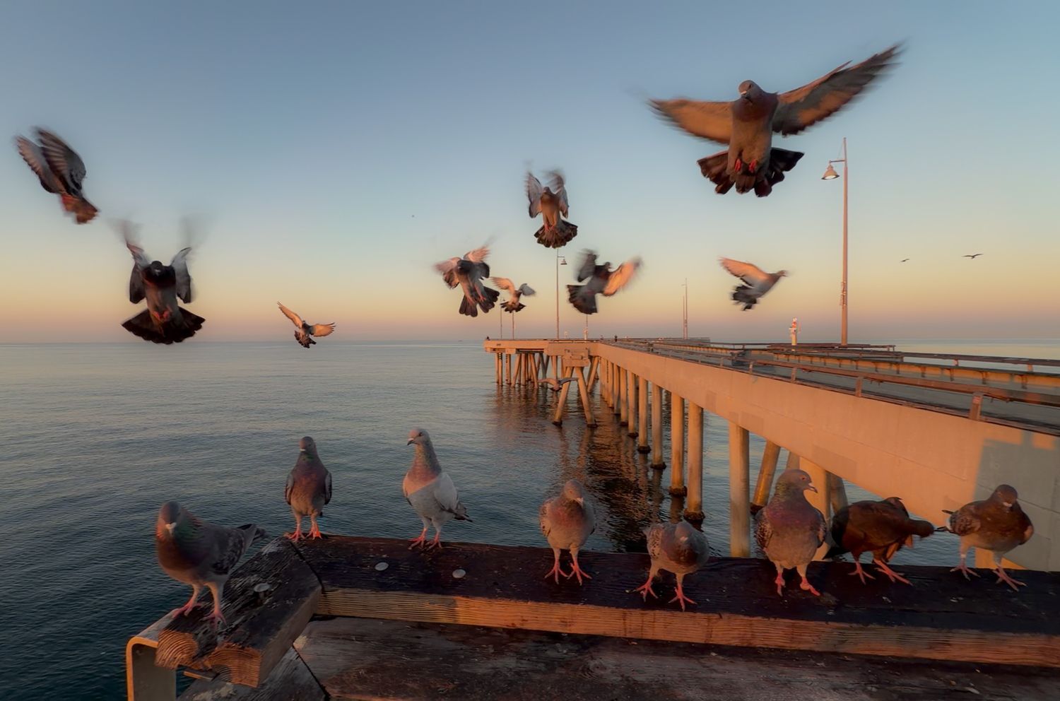 Pigeons take flight at sunset from a wooden pier extending over calm ocean waters.