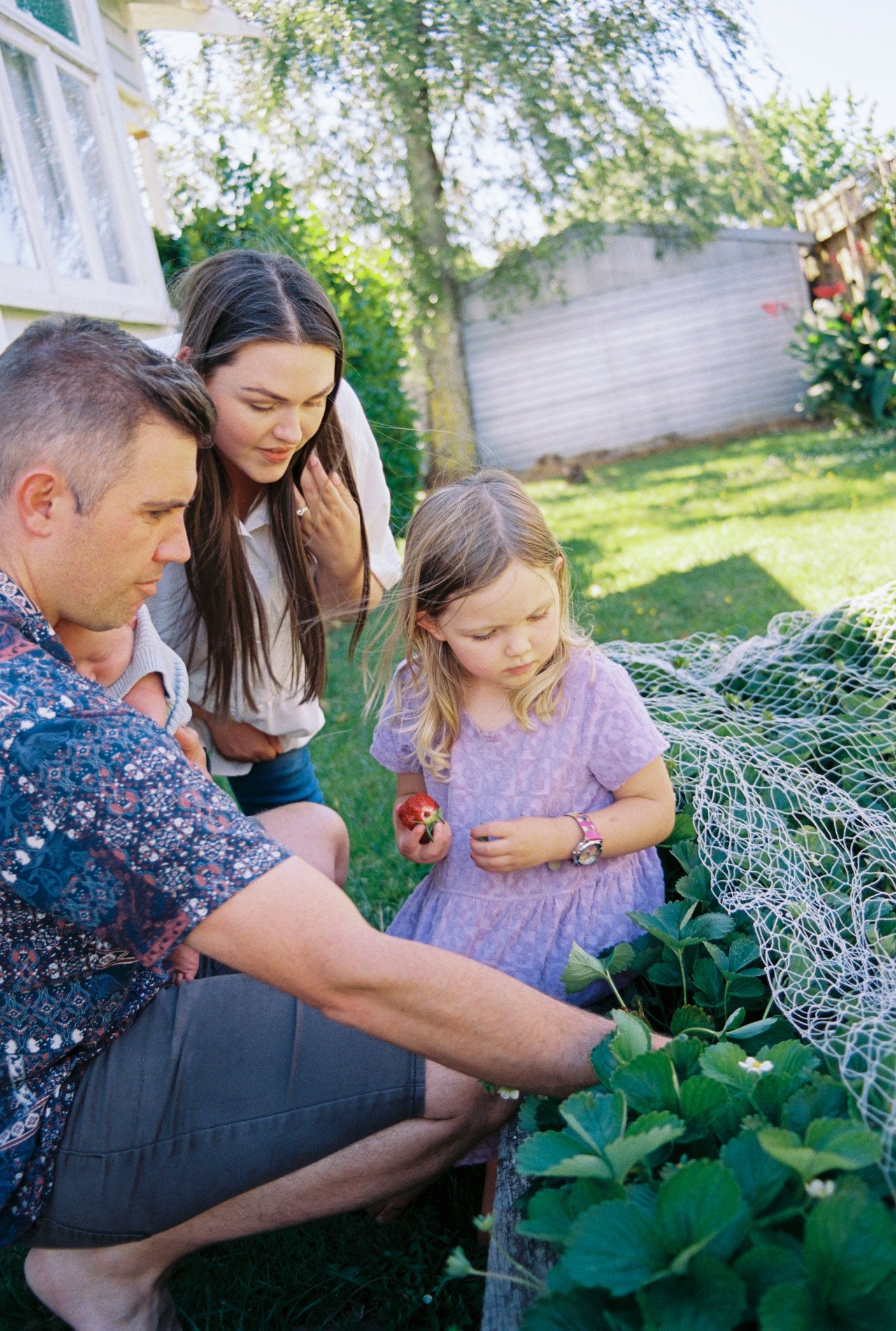 Family picks fresh strawberries together in a summer garden, exploring the plants in a series of candid outdoor moments.