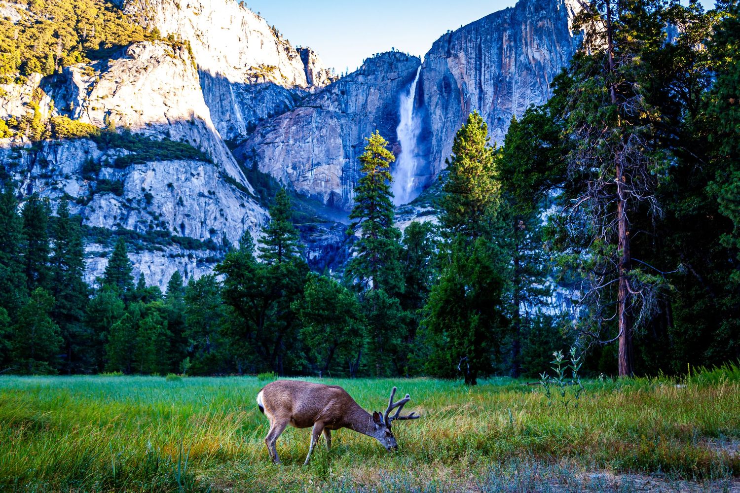 A deer grazes in a meadow beneath the towering Yosemite Falls and granite cliffs at sunset.