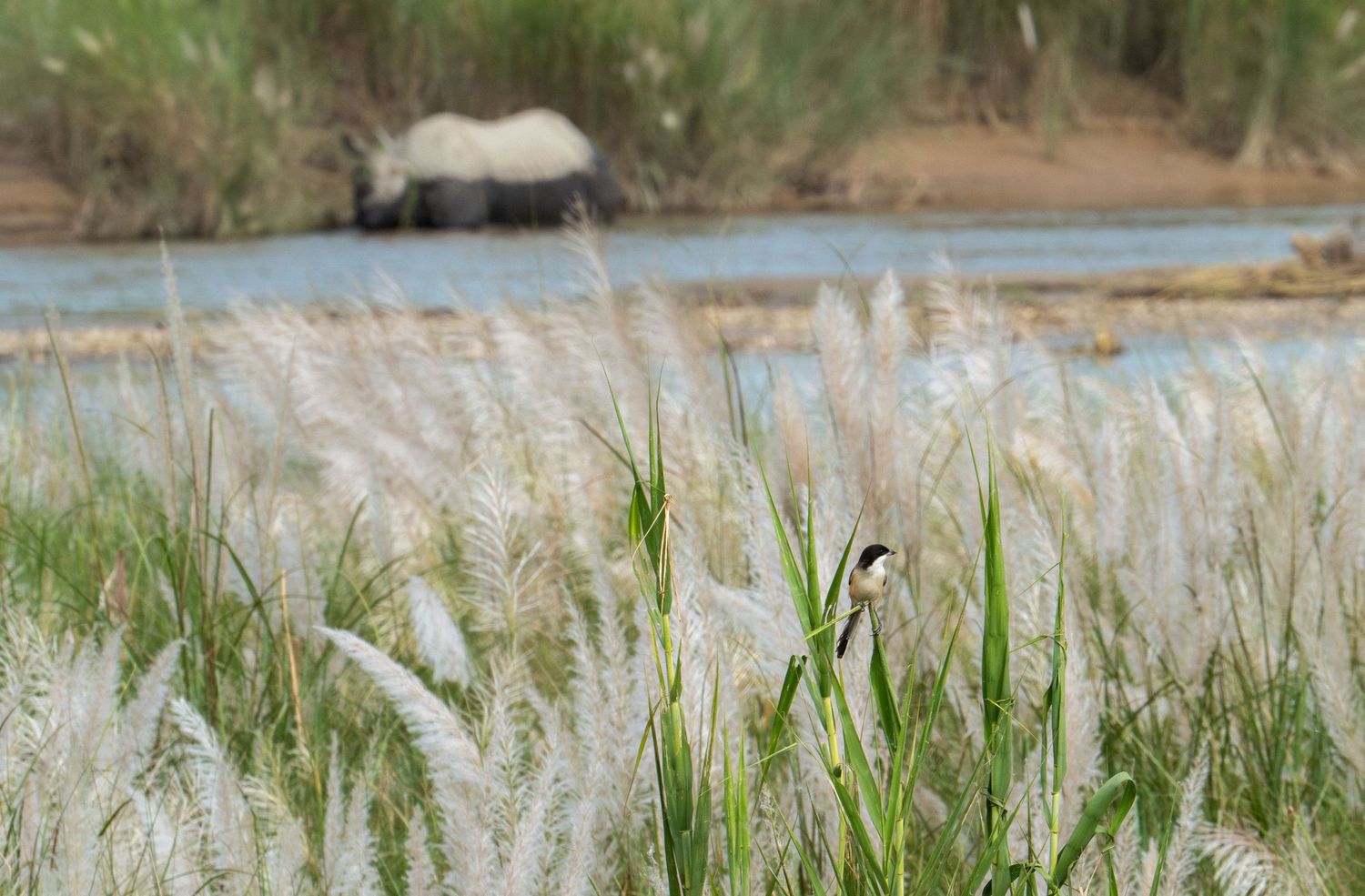Tall ornamental grasses sway in the breeze against a soft natural background.